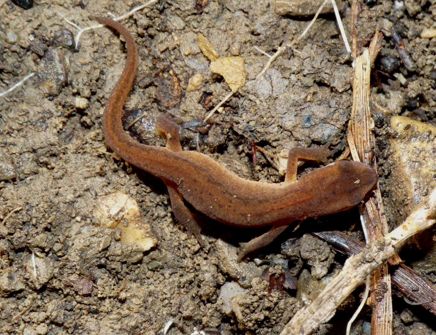 Tritoni sotto le pietre - Lissotriton vulgaris meridionalis